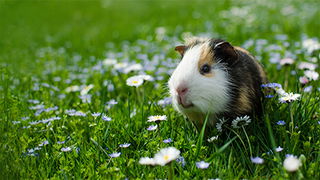 Guinea Pigs—Chatty Cavies