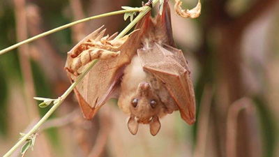 The Fruit Bat’s Sweet Design