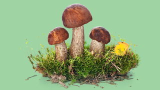 Just for Fungi