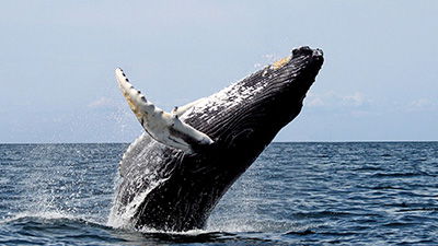 Baleen Whales Sing the Creator’s Praise