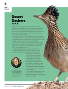 Desert Dashers