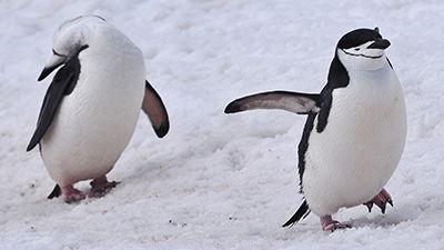 Penguin Power Naps