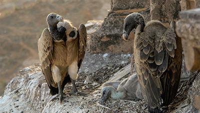 Life-Saving Vultures?