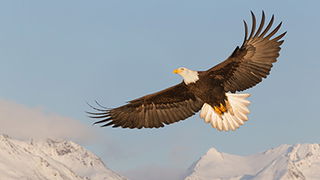 Eagles: Winging It