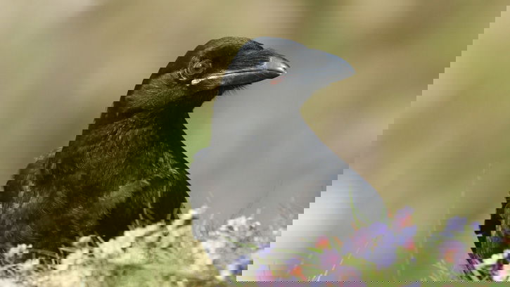 Brainy Black Birds