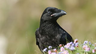 Brainy Black Birds