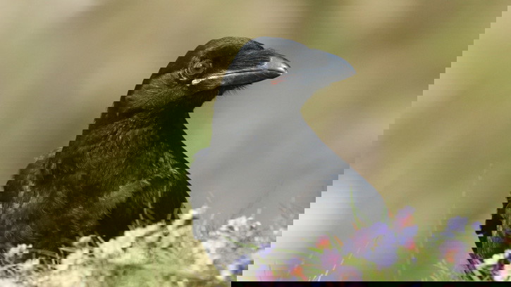 Brainy Black Birds