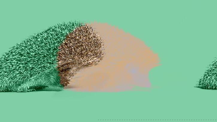 Precious but Prickly