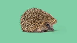 Precious but Prickly