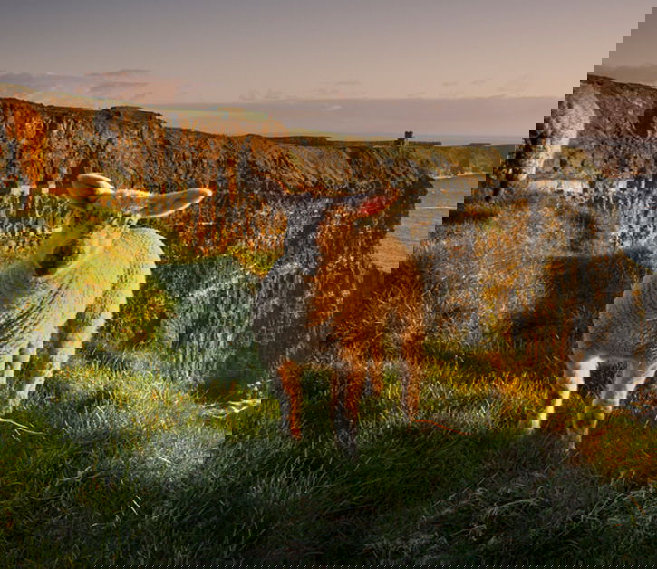 Wild & Woolly Work