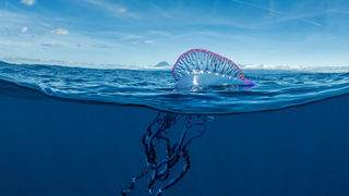 Portuguese Man O’ War: Danger on the High Seas