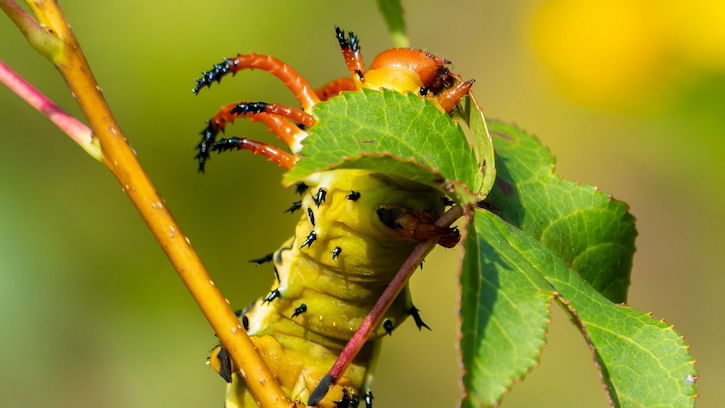 Web-Slinging Caterpillars