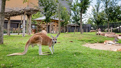 Is Australia’s Dingo Fence Driving Kangaroos to Evolve?