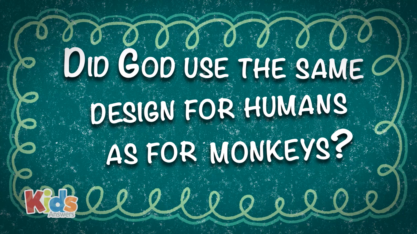 Did God Use the Same Design for Humans as for Monkeys?