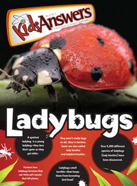 Ladybugs
