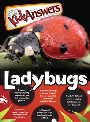 Ladybugs