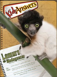 Lemurs on Madagascar