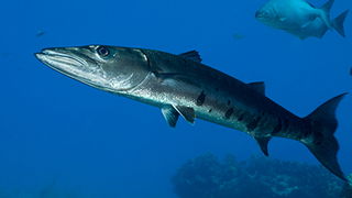 Barracuda