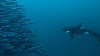Is It a Fish?
