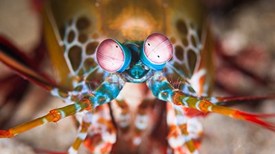 The Amazing Eyes of the Mantis Shrimp