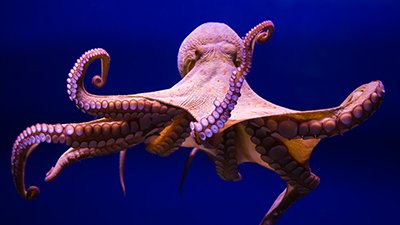 Octopuses—Do We Share Our Intelligence with Them?