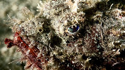 Reef Stonefish