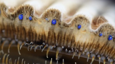 Seeing the Glory of God in Scallop Eyes