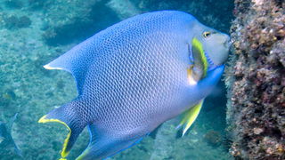 Blue Angelfish