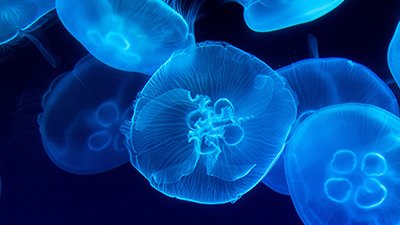 The Stunning Jellyfish
