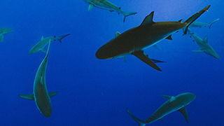 Sharks