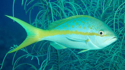 Yellowtailed Snapper