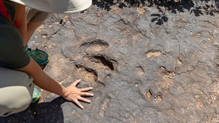 How Did Dinosaur Footprints Fossilize?