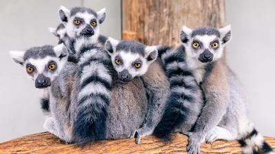 Madagascar—Home of the Lemurs!