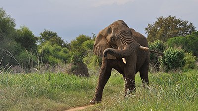 Elephants: Smells Like More