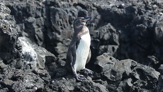 Galápagos Penguins: History and Fun Facts