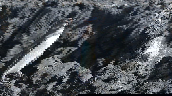 Galápagos Penguins: History and Fun Facts