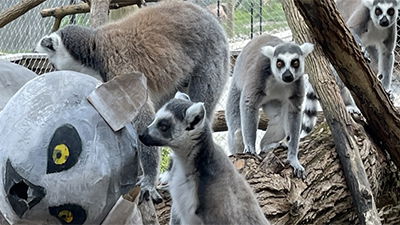 Ark Encounter Zoo Animals