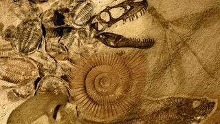 Dinosaur Fossils