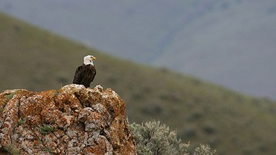 Lessons from American Eagles
