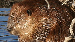 Beaver