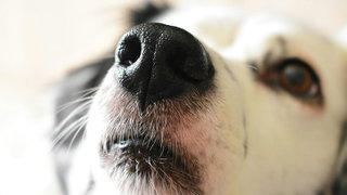 Do Dogs Leave “Fingerprints” with Their Noses?