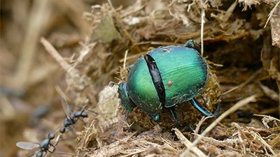 Gross and Glorious: Dung Beetles!