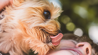Why Do Dogs Lick?
