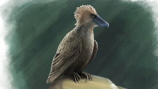 Are Velociraptor Wrists Birdlike?