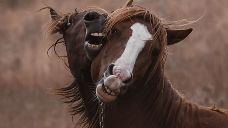 How Can You Tell a Horse’s Age by Its Teeth?