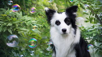Animal Bubbles