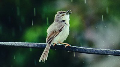 Can Birds Fly in the Rain?