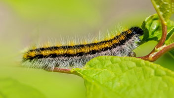 What Do Caterpillars Eat?