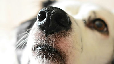 Why Do Dogs Have a Better Sense of Smell Than Humans?