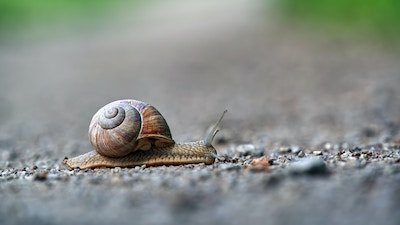 Why Do Some Animals Live Life in the Slow Lane?